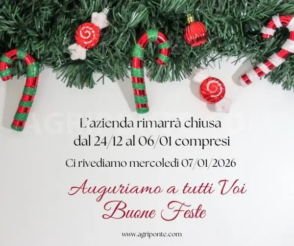 Buone Feste!