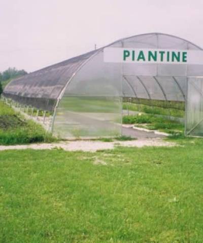 Professional tunnel type greenhouses (model type 2100)