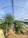 Professional greenhouses